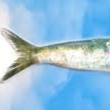 La Sardine Au Coeur Du Panier